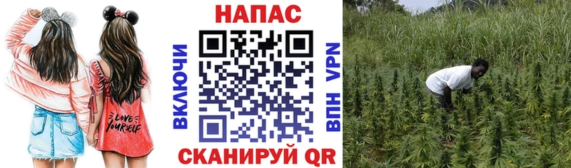 Каннабис ГИДРОПОН Павловская